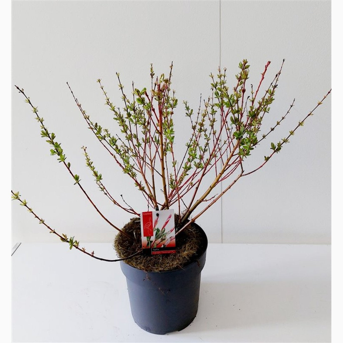 Japansk vide – Salix integra 'Flamingo' - C3 30-40 CM
